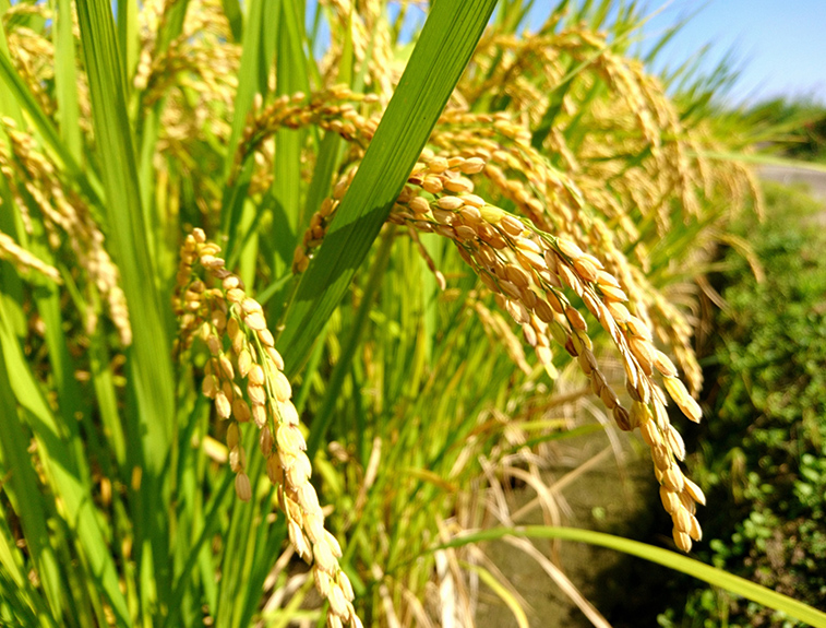 自然栽培のお米